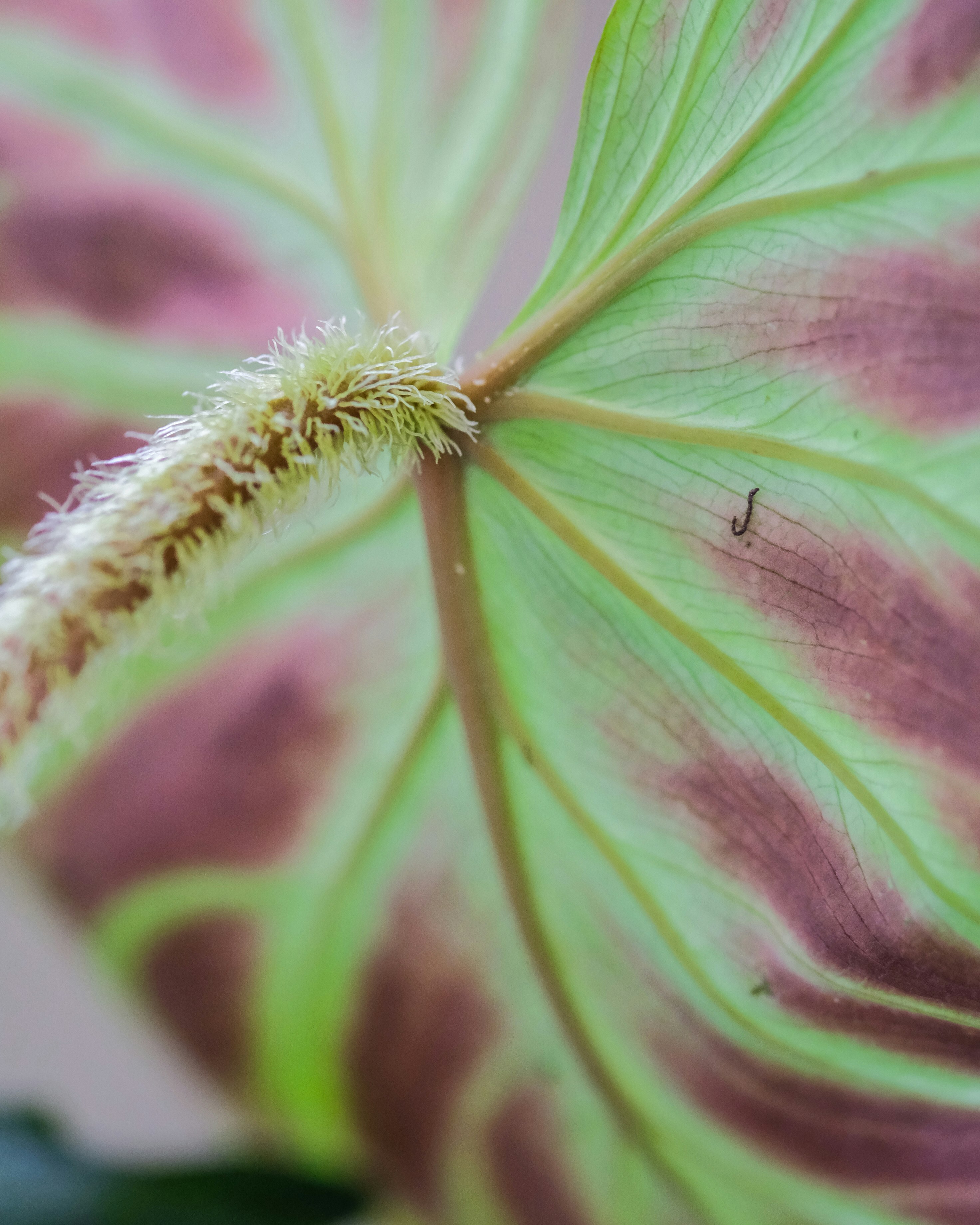 purple and white flower in macro photography